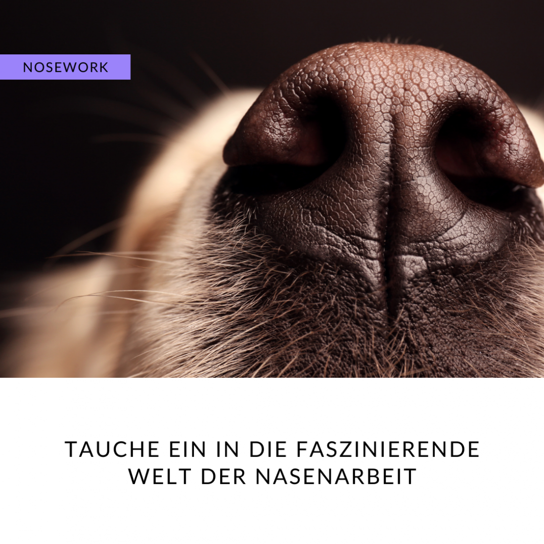 Nasenarbeit